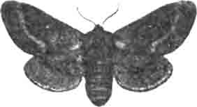 Клеверный шелкопряд (Bombyx trifolii Esp.). Самка. (По Гофману)