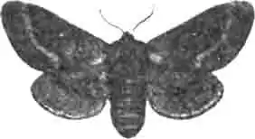 Клеверный шелкопряд (Bombyx trifolii Esp.). Самка. (По Гофману) Клеверный шелкопряд (Bombyx trifolii Esp.). Самка. (По Гофману)