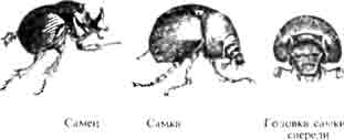 Больбоцер (Bolboceras gallicus Muls.): самец, самка и головка самки спереди. (По Mulsant)