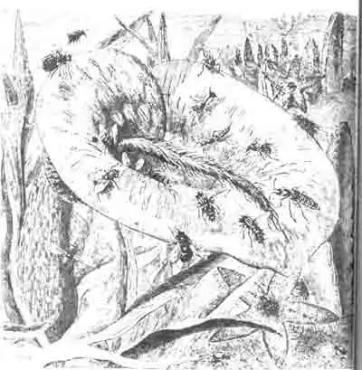 Трупные насекомые, слетающиеся на запах вонючих цветов арума и стапелии. (По Kunckel) Трупные насекомые, слетающиеся на запах вонючих цветов арума и стапелии. (По Kunckel)