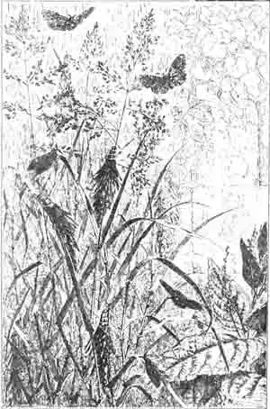 Мешочница одноцветная (Psyche unicolor Hfh,, или graminella Schiff.): крылатые—самцы, а в мешочках—бескрылые самки и гусеницы. (По Blanchard) Мешочница одноцветная (Psyche unicolor Hfh,, или graminella Schiff.): крылатые—самцы, а в мешочках—бескрылые самки и гусеницы. (По Blanchard)