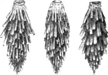 Чехлики поздней психеи (Psyche febretta В. d. F.) Чехлики поздней психеи (Psyche febretta В. d. F.)