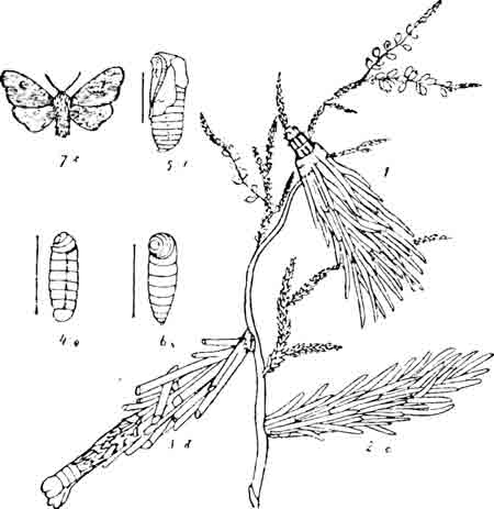 Мешочница волосистая (Psyche hirsutella Hb.)