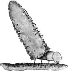 Гусеничка психеи одноцветной в первичном чехлике. Увелич. Гусеничка психеи одноцветной в первичном чехлике. Увелич.