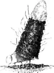 Колпачок одноцветной психеи, сделанный из двух разных веществ. Увелич. Колпачок одноцветной психеи, сделанный из двух разных веществ. Увелич.