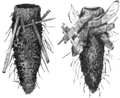 Начало устройства соломенного чехлика одноцветной психеи. Увелич. Начало устройства соломенного чехлика одноцветной психеи. Увелич.
