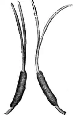 Яички походного соснового шелкопряда Яички походного соснового шелкопряда