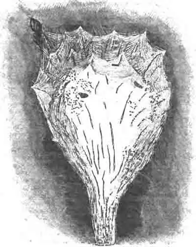 Зимнее гнездо Зимнее гнездо