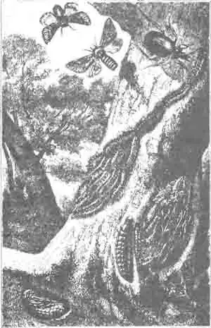 Походный шелкопряд дубовый (Thaumotopoea processionea L.) Походный шелкопряд дубовый (Thaumotopoea processionea L.)