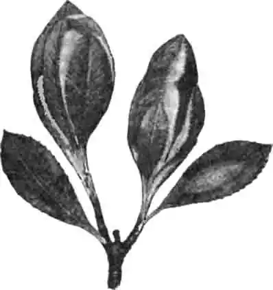 Листья земляничника, объедаемые молодыми гусеницами Листья земляничника, объедаемые молодыми гусеницами