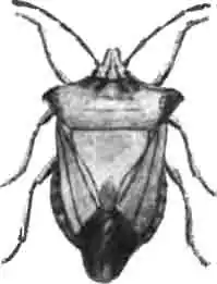 Пентатома черноусая (Pentatoma nigricorne Fbr). Увелич. (По Hahn) Пентатома черноусая (Pentatoma nigricorne Fbr). Увелич. (По Hahn)