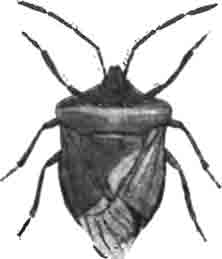 Зеленая пентатома (Pen. tatoma prasinum L). Увелич. (По Hahn)
