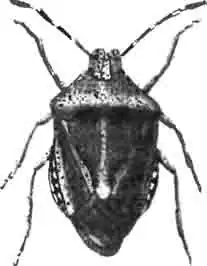 Ягодный клоп (Pentatoma baccarum L.). Увелич. (По Hahn) Ягодный клоп (Pentatoma baccarum L.). Увелич. (По Hahn)