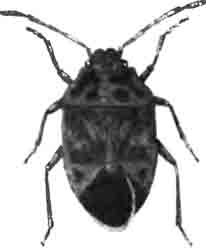 Капустный клоп (Pentatoma ornata L.). Увелич. (По Hahn)