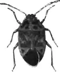 Капустный клоп (Pentatoma ornata L.). Увелич. (По Hahn) Капустный клоп (Pentatoma ornata L.). Увелич. (По Hahn)