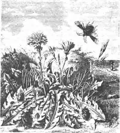 Серая пентатома (Pentatnma grisea Fbr.), ее яички на стебле и личинки разных возрастов. (По Blanchard) Серая пентатома (Pentatnma grisea Fbr.), ее яички на стебле и личинки разных возрастов. (По Blanchard)