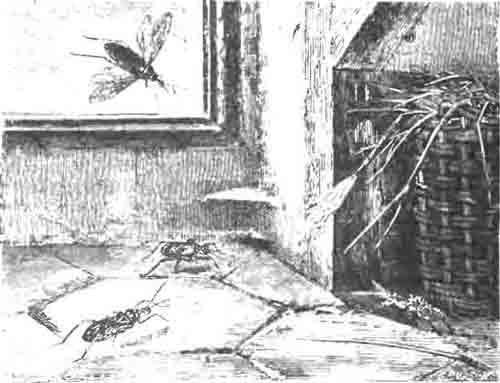 Редувий ряженый (Reduvius personatus L.) и его личинки. (По Blanchard)