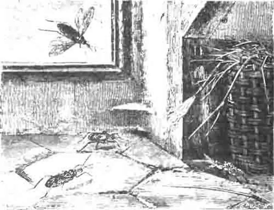 Редувий ряженый (Reduvius personatus L.) и его личинки. (По Blanchard) Редувий ряженый (Reduvius personatus L.) и его личинки. (По Blanchard)