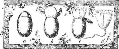 Яйца редувия ряженого (Reduvius parsonatus L.): Яйца редувия ряженого (Reduvius parsonatus L.):