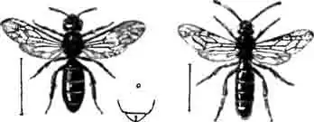 Галикт шестикаемчатый (Halictus sexcinctus Fb.): самка и самец, а—последний членик самки. (По Perez) Галикт шестикаемчатый (Halictus sexcinctus Fb.): самка и самец, а—последний членик самки. (По Perez)