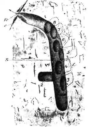 Разрез через подземное гнездо галикта шестикаемчатого: Разрез через подземное гнездо галикта шестикаемчатого: