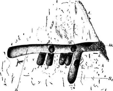 Разрез через двухлетнее гнездо того же галикта: Разрез через двухлетнее гнездо того же галикта: