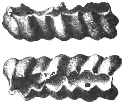 Гнездо галикта четырехполосого (Halictus 4-cinctus Fb.) сбоку и сверху. Некоторые ячейки вскрыты. (По Eversmann) Гнездо галикта четырехполосого (Halictus 4-cinctus Fb.) сбоку и сверху. Некоторые ячейки вскрыты. (По Eversmann)