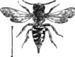 Паразитная пчела—целиокс (Caelioxys rufescens—L.). (По Perez)