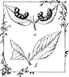 Галлы тли полулунной (Р. semilunaris Pass.) —а и бесцветной (P. pallidus Derb.)— b Галлы тли полулунной (Р. semilunaris Pass.) —а и бесцветной (P. pallidus Derb.)— b