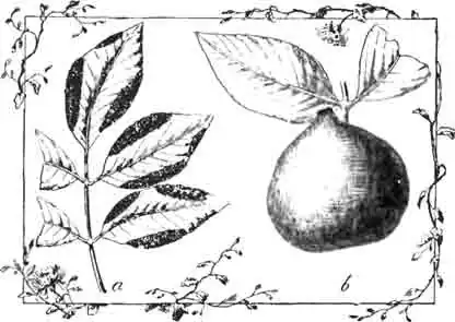 Галлы тлей: а—сумочной (P. follicularhis Pass.) и b-пузырчатой (P. utricularius Pass.) Галлы тлей: а—сумочной (P. follicularhis Pass.) и b-пузырчатой (P. utricularius Pass.)