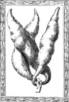 Галлы рожковой тли (P. cornicularius Pass.) Галлы рожковой тли (P. cornicularius Pass.)