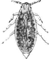Скипидарниковая тля (Pemphigus)—самец. Сильно увел. (По Derbes)