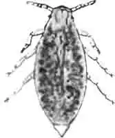 Скипидарниковая тля (Pemphigus)—самец. Сильно увел. (По Derbes) Скипидарниковая тля (Pemphigus)—самец. Сильно увел. (По Derbes)