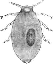 Скипидарниковая тля (Pemphigus)—самка. Сильно увел. (По Derbes)