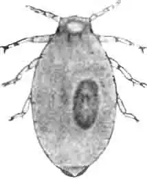 Скипидарниковая тля (Pemphigus)—самка. Сильно увел. (По Derbes) Скипидарниковая тля (Pemphigus)—самка. Сильно увел. (По Derbes)