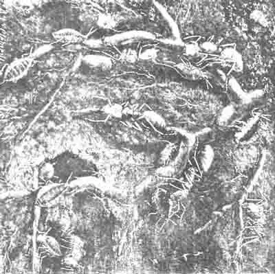 Рыжие муравьи (Lasius flavus D. G.) и их дойные тли (Forda marginata) на корнях злаков, в особых подземных помещениях. Увелич. (По Kunckel) Рыжие муравьи (Lasius flavus D. G.) и их дойные тли (Forda marginata) на корнях злаков, в особых подземных помещениях. Увелич. (По Kunckel)