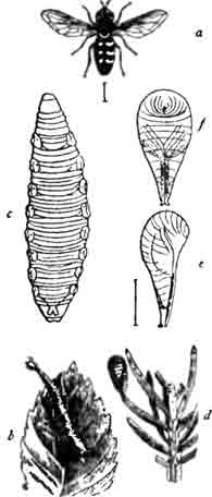 Муха журчалка (Syrphus seleniticus Melg.): a—муха; b—ее личинка, поедающая тлю; с—та же личинка сильно увеличенная; d—кокон с куколкой внутри; е и f—то же увеличенное. (По Ташенбергу)