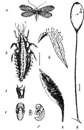 Златоглазка, или гемеробий (Chrysopa vulgaris L.)