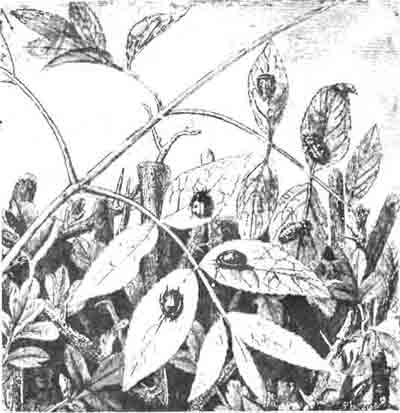 Божья коровка семиточечная (Coccinella 7-punctata L.), ее личинки и куколка. (По Blanchard)
