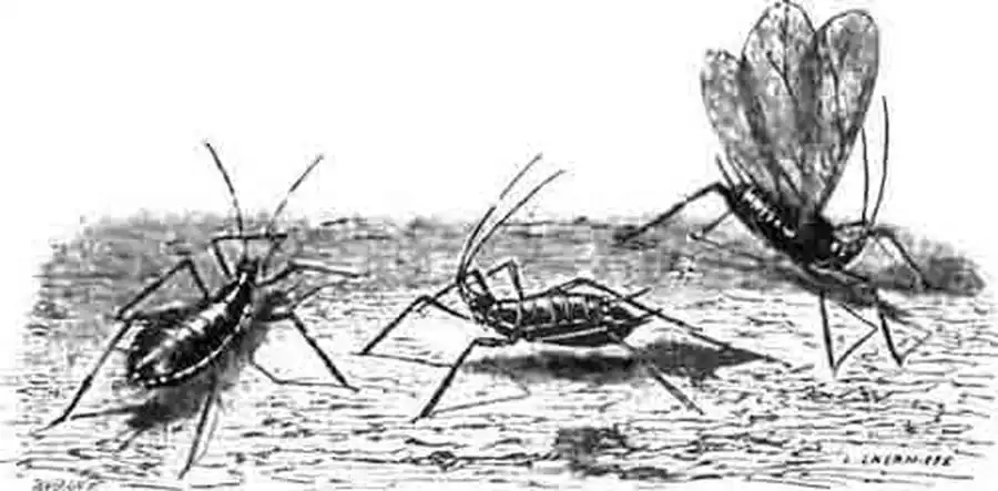 Тли розового куста. Увеличены. (По Blanchard) Тли розового куста. Увеличены. (По Blanchard)