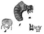 Личинка онтофага (Onthophagus vacca L.):