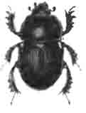 Геотруп навозный (Geotrupes stercorarius L.). (По Sturm)