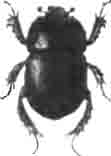 Геотруп переменчивый (Geotrupes mutator Marsh.). (По Calwer)