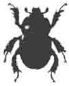 Геотруп лесной (Geotrupessylvaticus Panz.). (По Calwei)