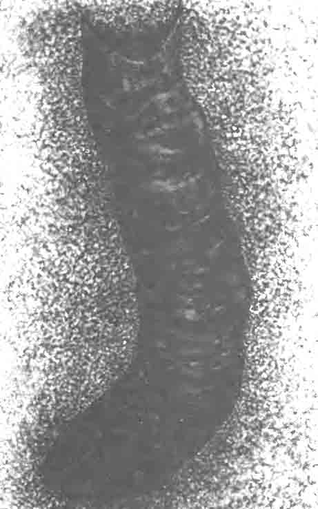 Навозная колбаса в норе геотрупа (Geotrupes stercorarius L.)