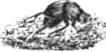 Сизиф Шеффера (Sisyphus schoefferi L.)