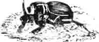 Лунный копр (Copris lunaris L.)
