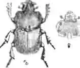 Навозник бизон (Bubas bison L.) со спины: (самец; головка и переднеспинка самки. (По Kflster) Навозник бизон (Bubas bison L.) со спины: (самец; головка и переднеспинка самки. (По Kflster)