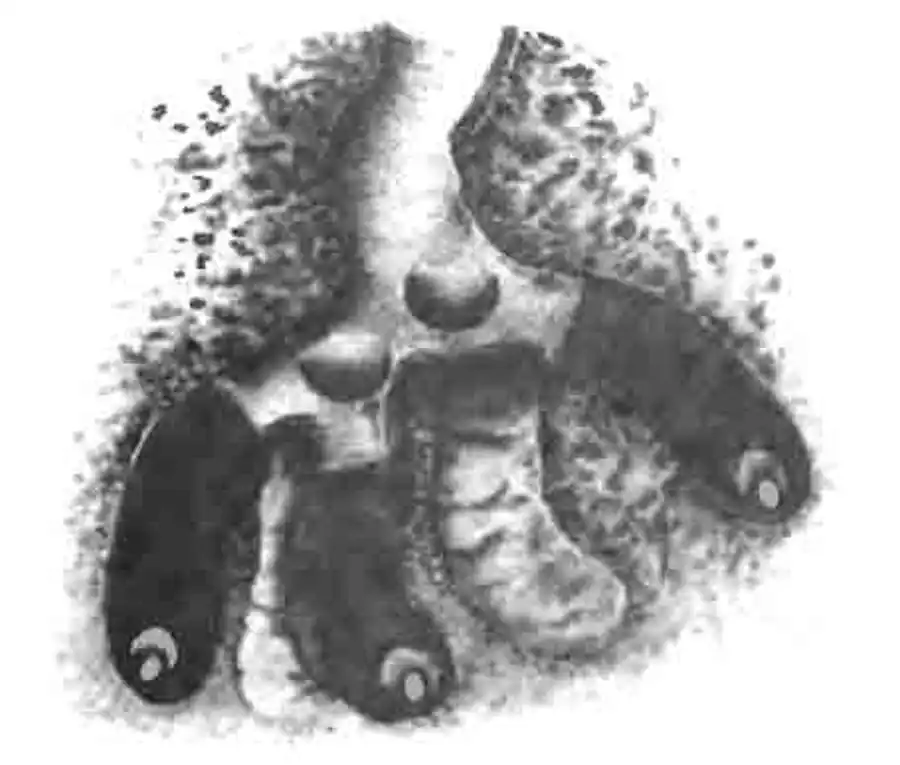 Нижняя часть норки бизона Нижняя часть норки бизона