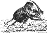 Фаней блестящий (Phanaeus splendidulus Fb.)